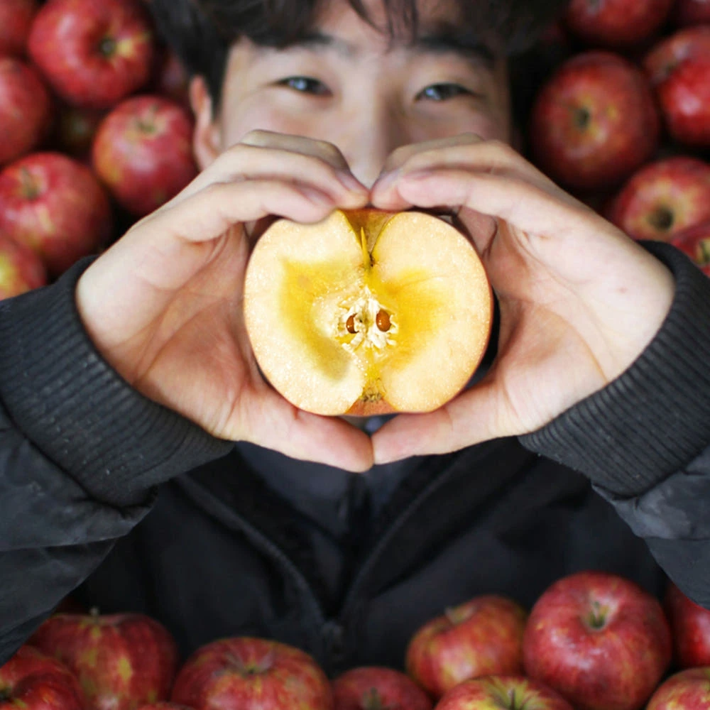 한 입 베어 물면 과즙 폭발! 당도 보장 청송 꿀땡이 사과(햇 부사·감홍·시나노골드) 솔직 추천 리뷰